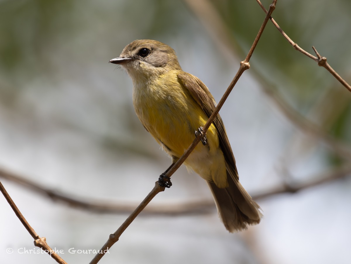 Lemon-bellied Flyrobin (Lemon-bellied) - ML645150563