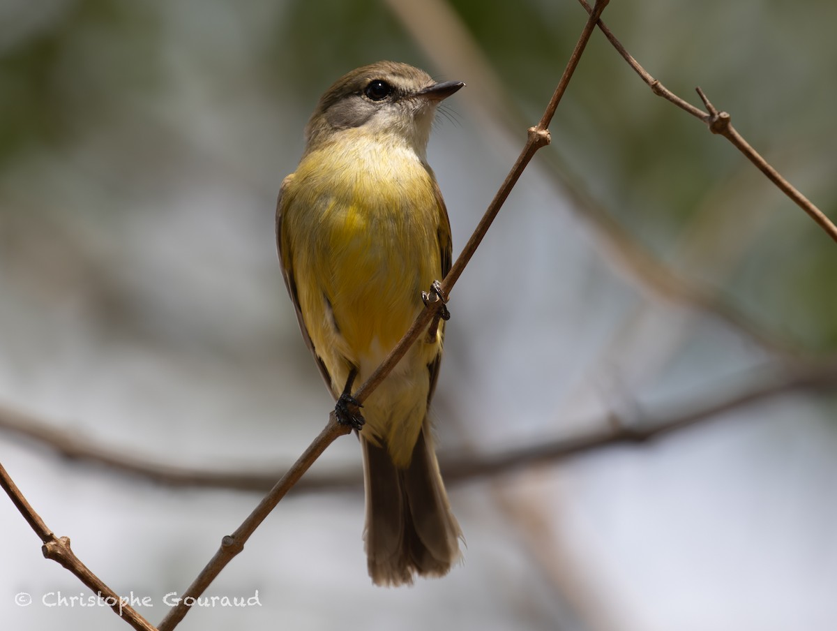 Lemon-bellied Flyrobin (Lemon-bellied) - ML645150565
