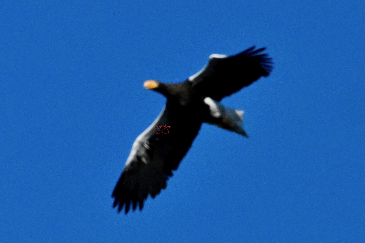 Steller's Sea-Eagle - ML645150576