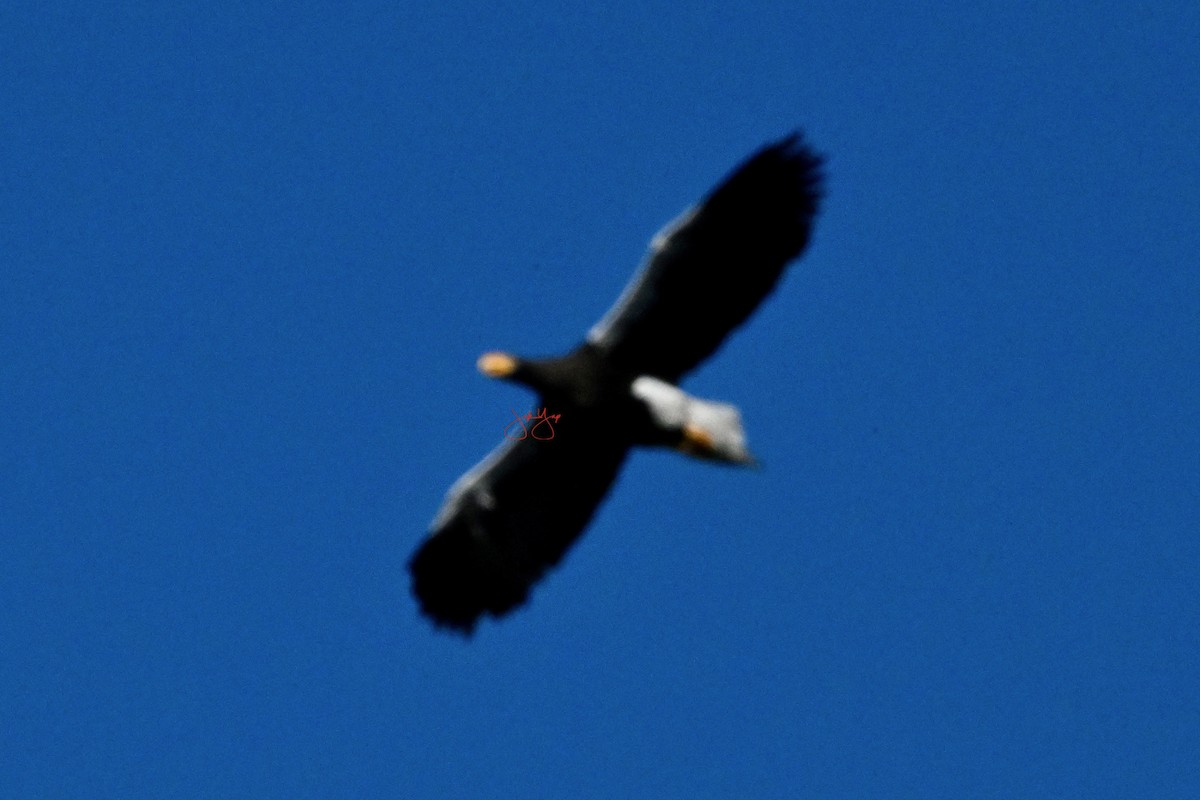 Steller's Sea-Eagle - ML645150577