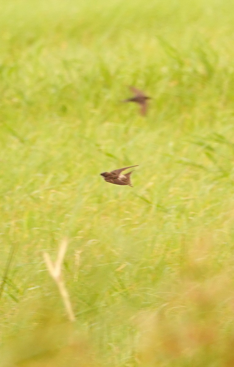 Ластівка сірогуза - ML645150578