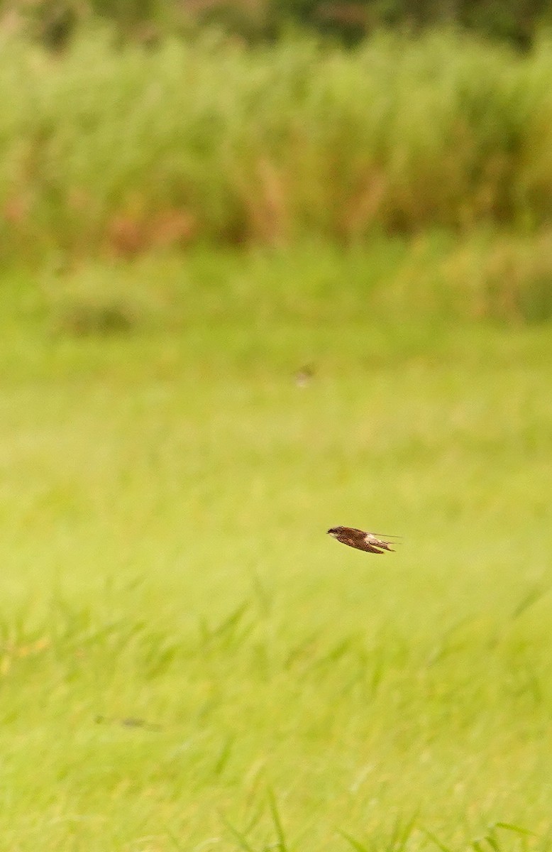 Ластівка сірогуза - ML645150579