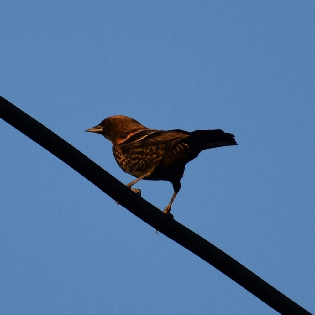 Red-winged Blackbird - ML645150589