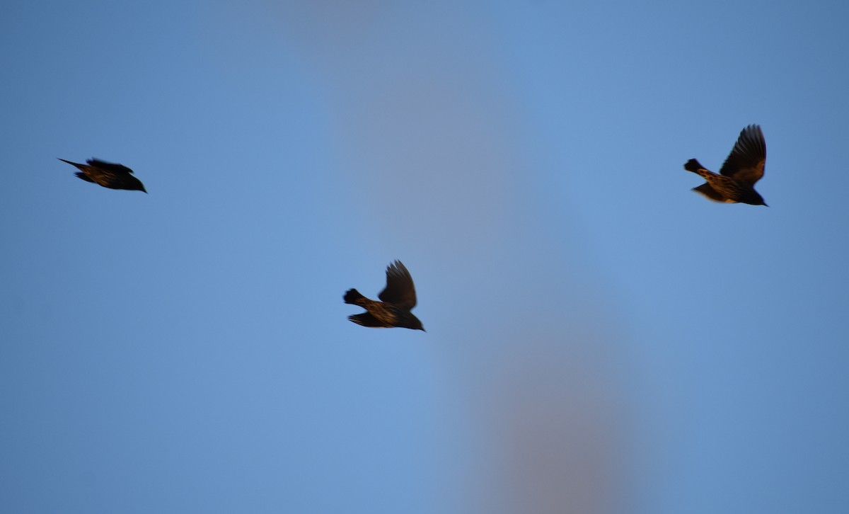 Red-winged Blackbird - ML645150592