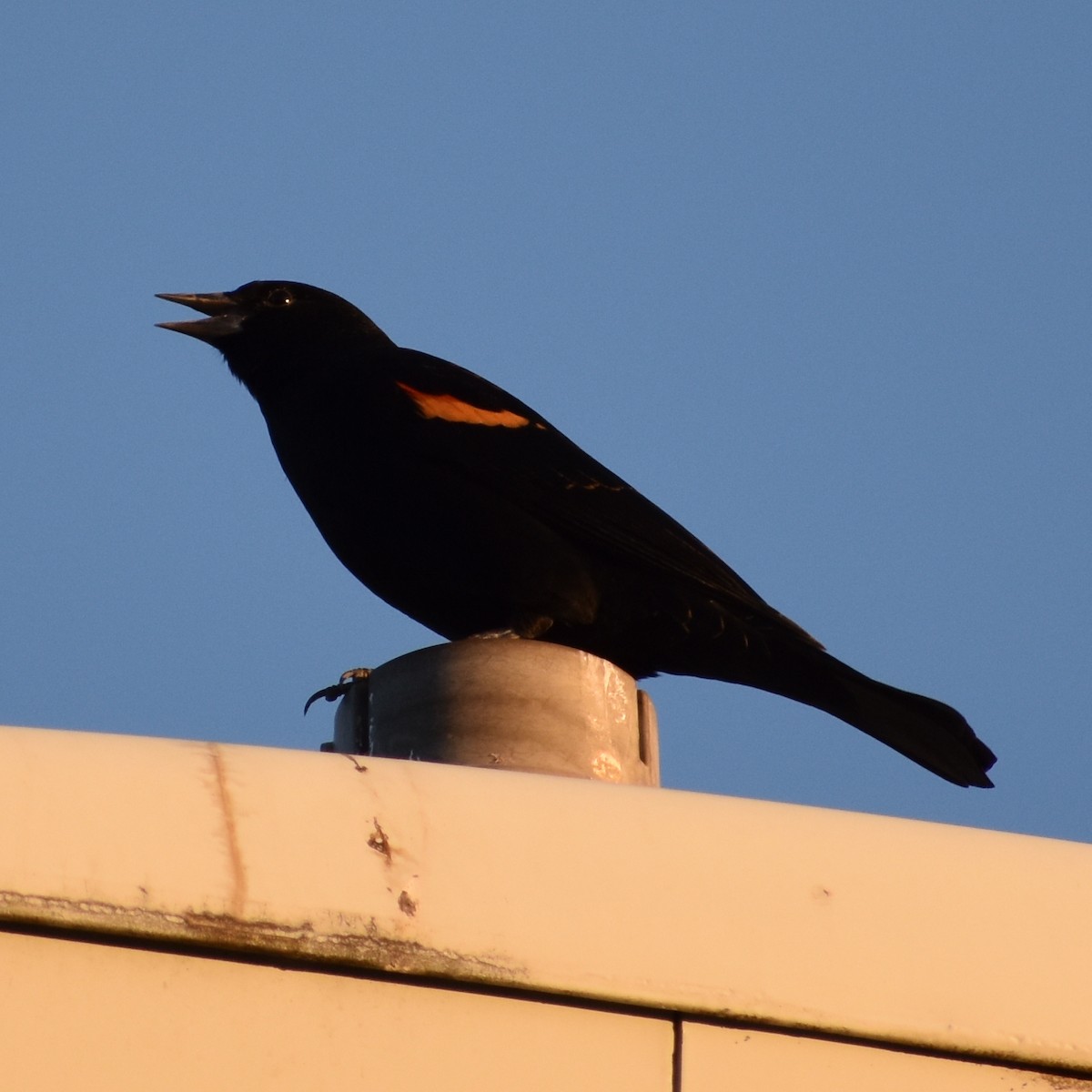 Red-winged Blackbird - ML645150595