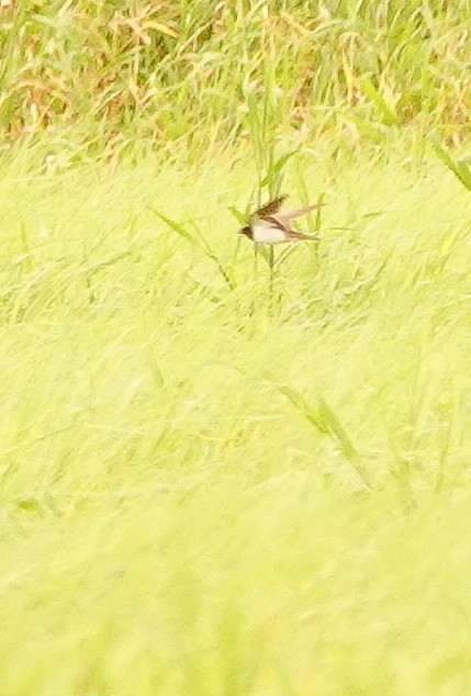 Ластівка сільська (підвид rustica) - ML645150605