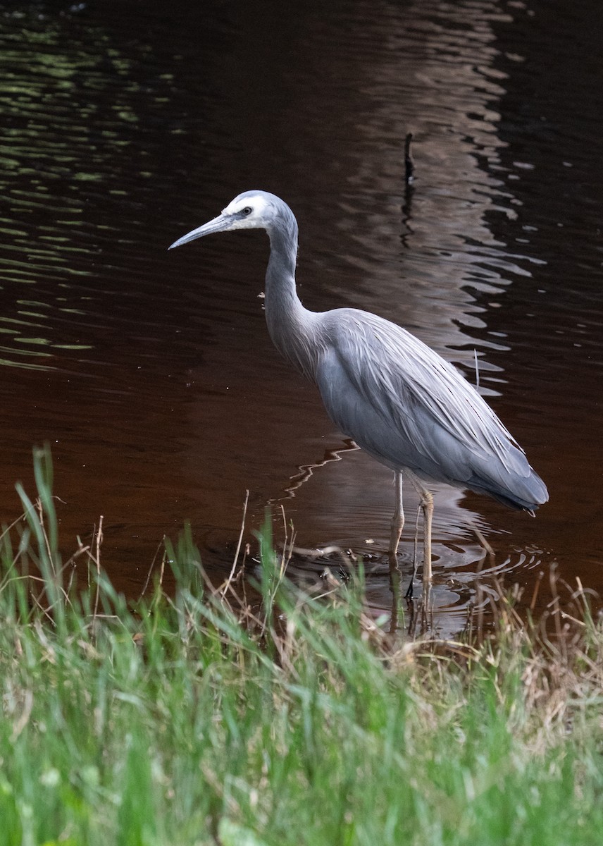 White-faced Heron - ML645150609