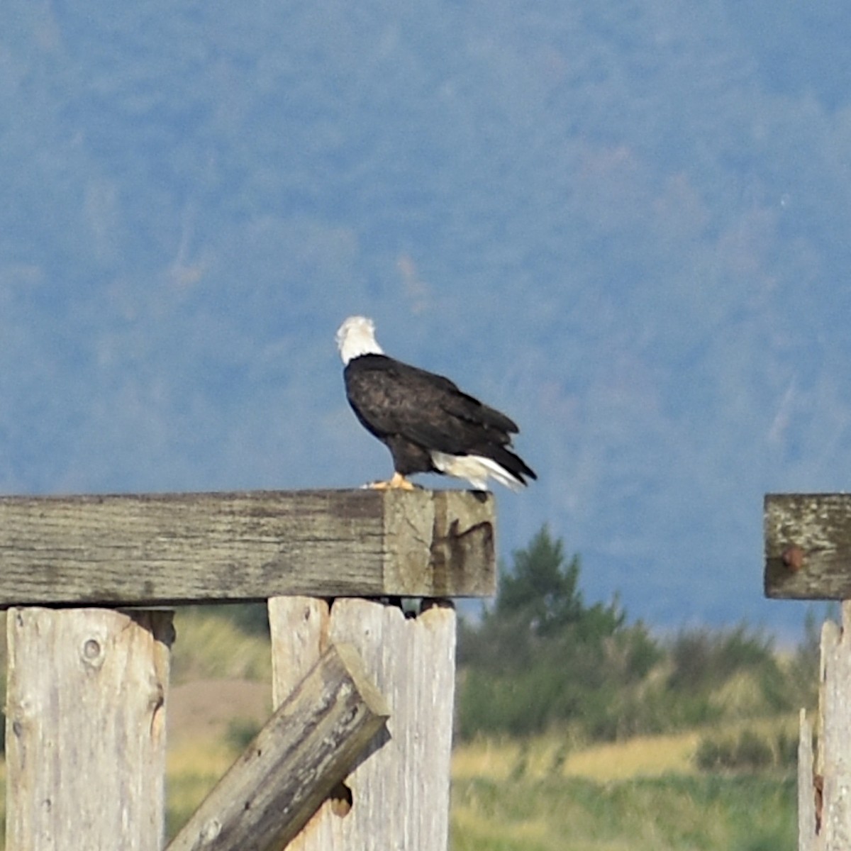 עיטם לבן-ראש - ML645150621