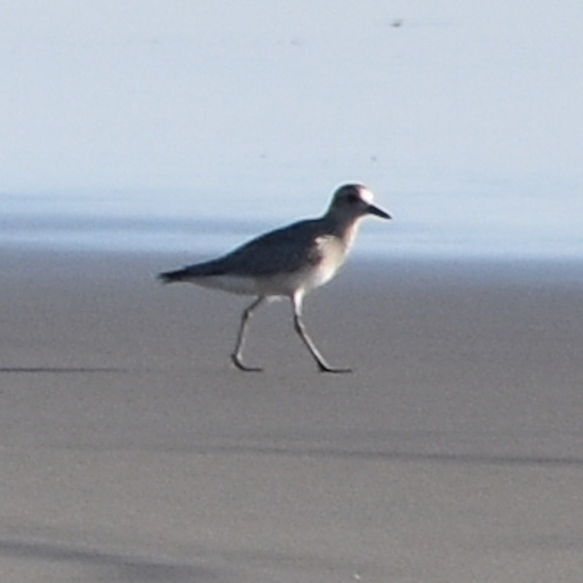 Chorlito Gris - ML645150634