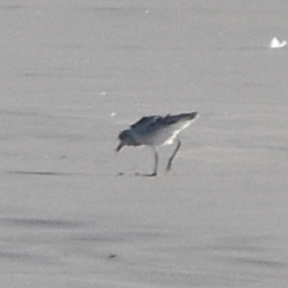 Chorlito Gris - ML645150636