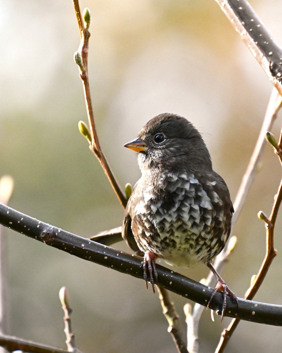 Fox Sparrow - ML645150638