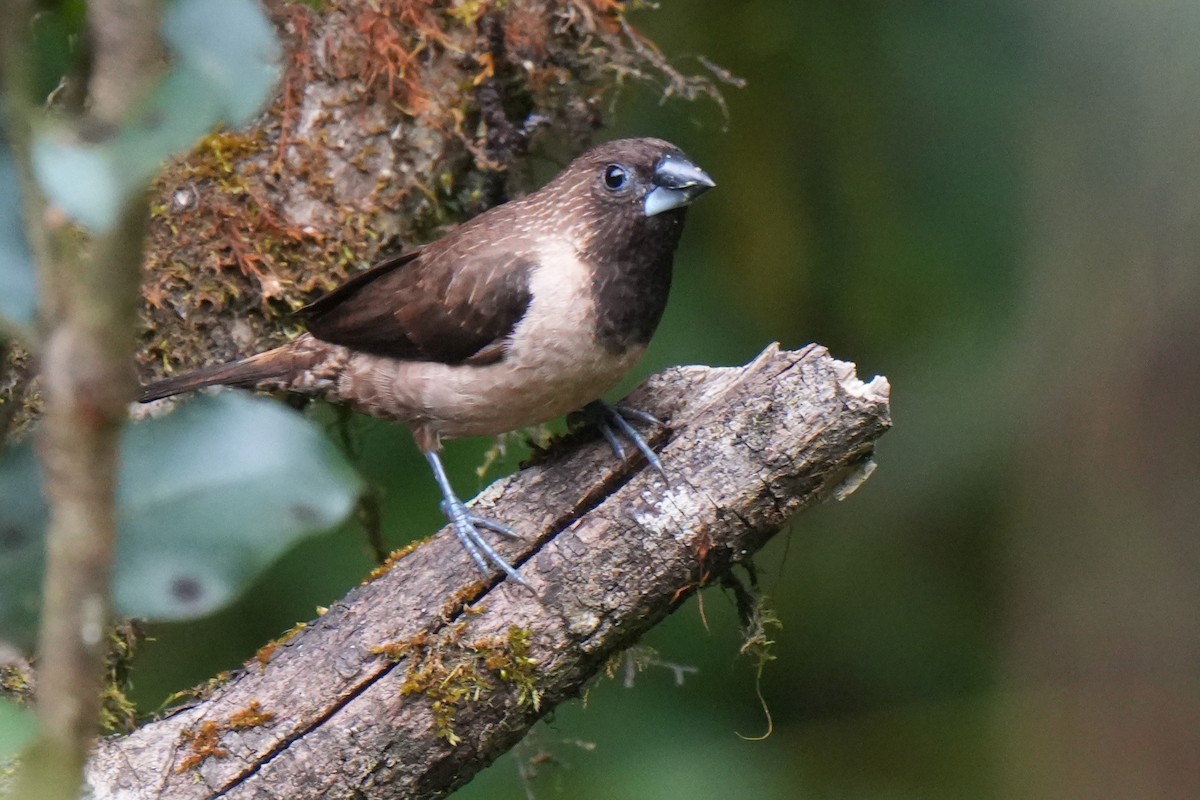 Black-throated Munia - ML645150645