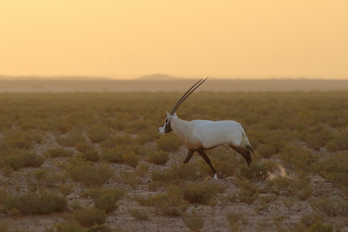 Arabian Oryx - ML645150670