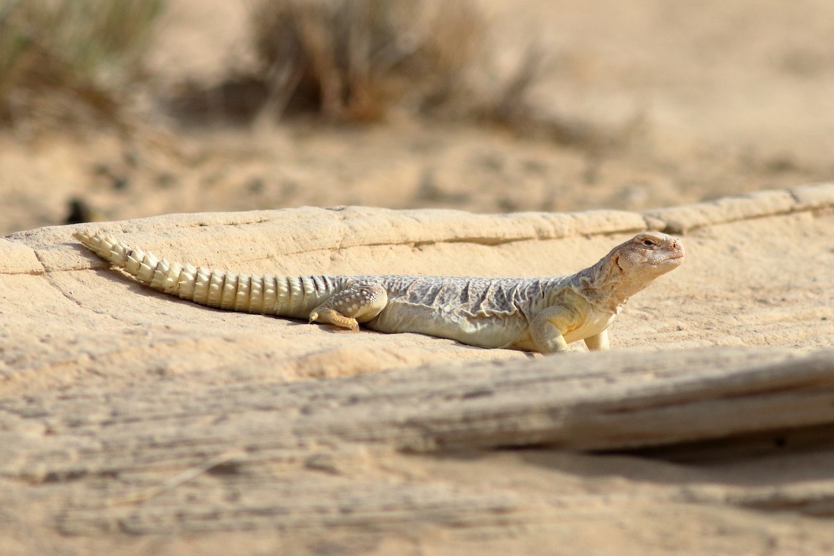 Egyptian Spiny–tailed Lizard - ML645150683