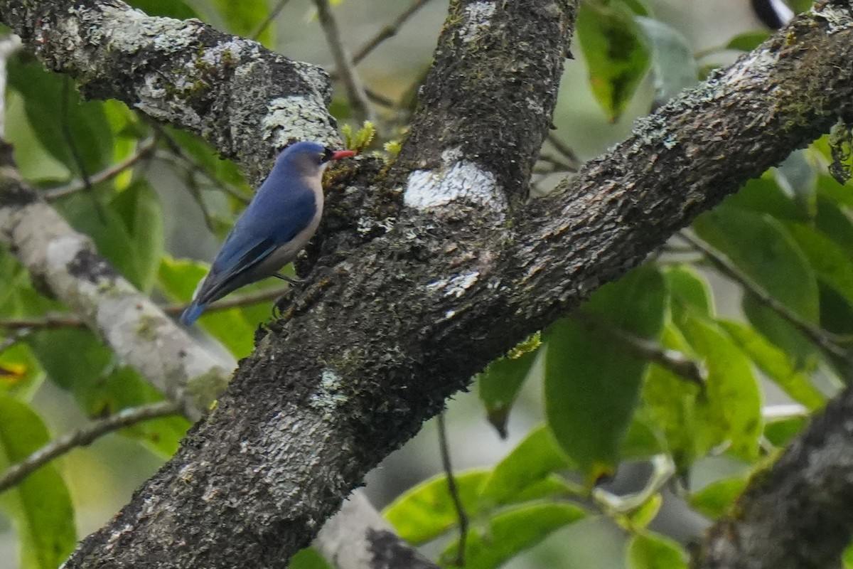 Velvet-fronted Nuthatch - ML645150696