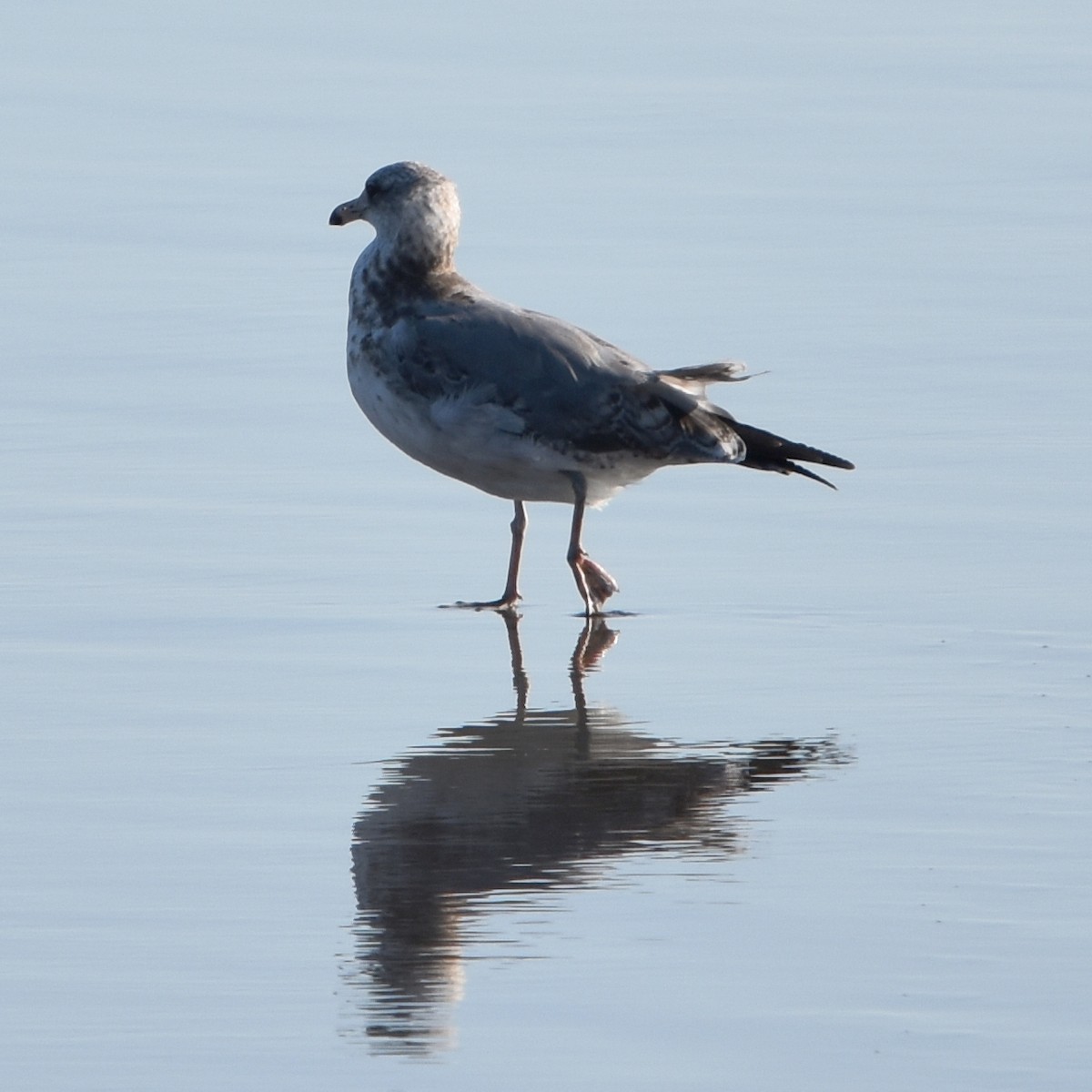 Kaio kaliforniarra - ML645150702