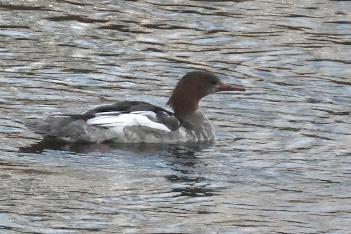 laksand - ML645150703