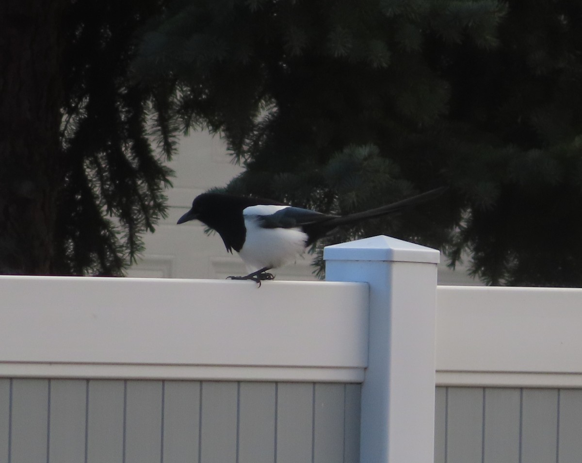 svartnebbskjære - ML645150704