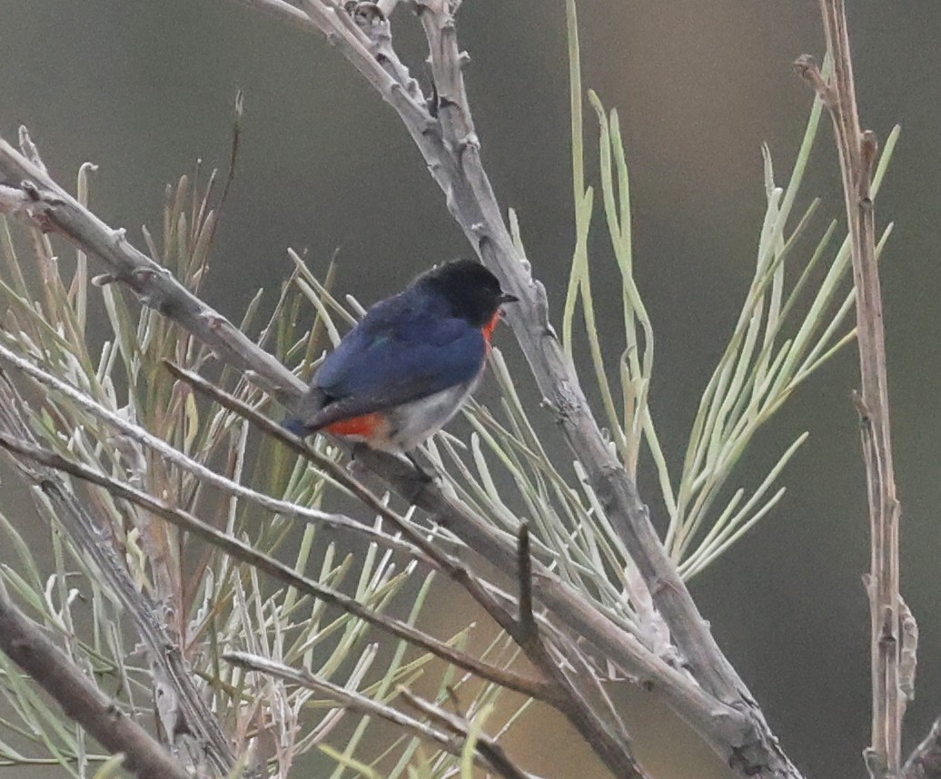 mistelteinfugl - ML645150705