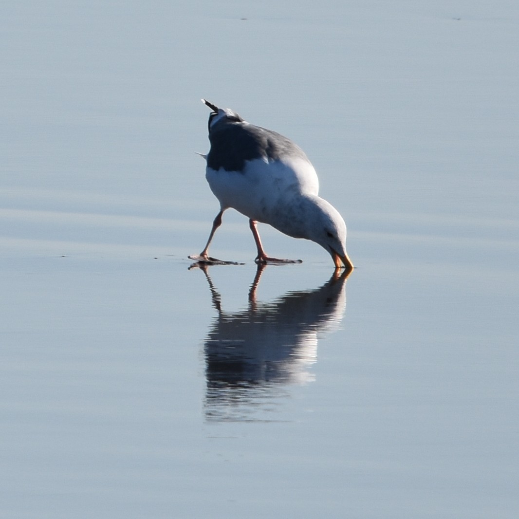 kaliforniasvartbak x gråvingemåke (hybrid) - ML645150706