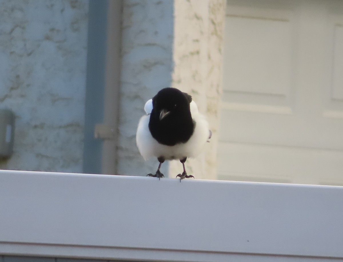 svartnebbskjære - ML645150707