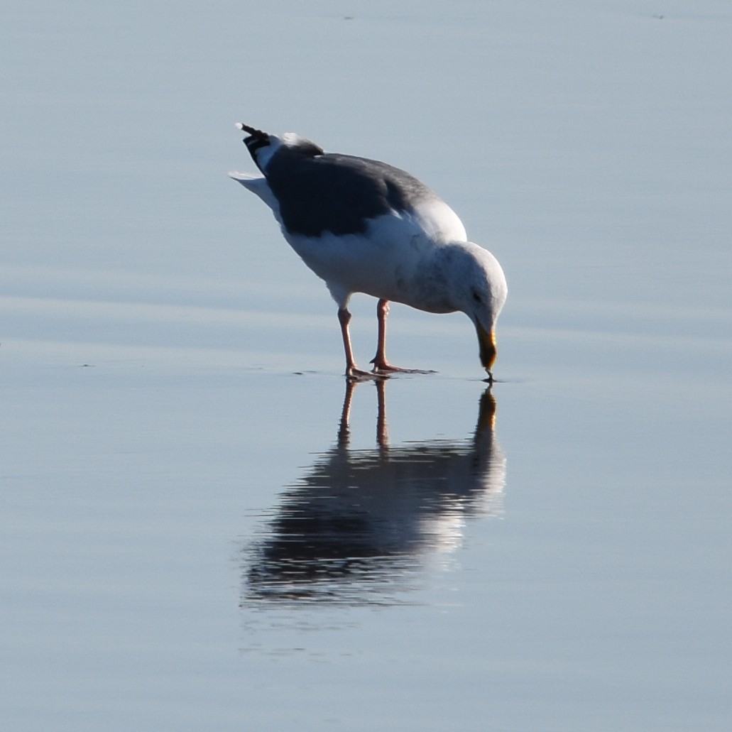 kaliforniasvartbak x gråvingemåke (hybrid) - ML645150708