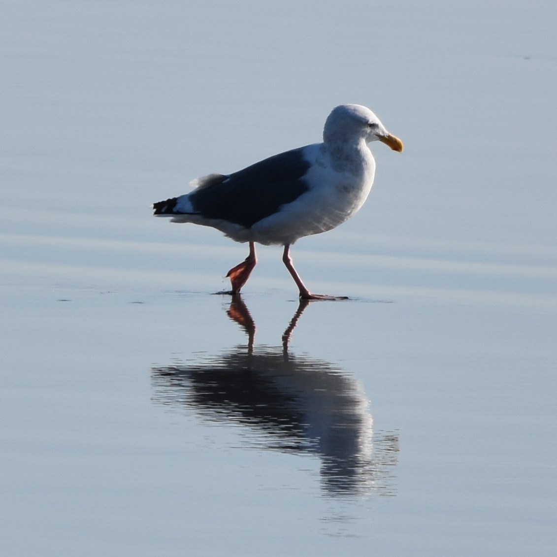 kaliforniasvartbak x gråvingemåke (hybrid) - ML645150709