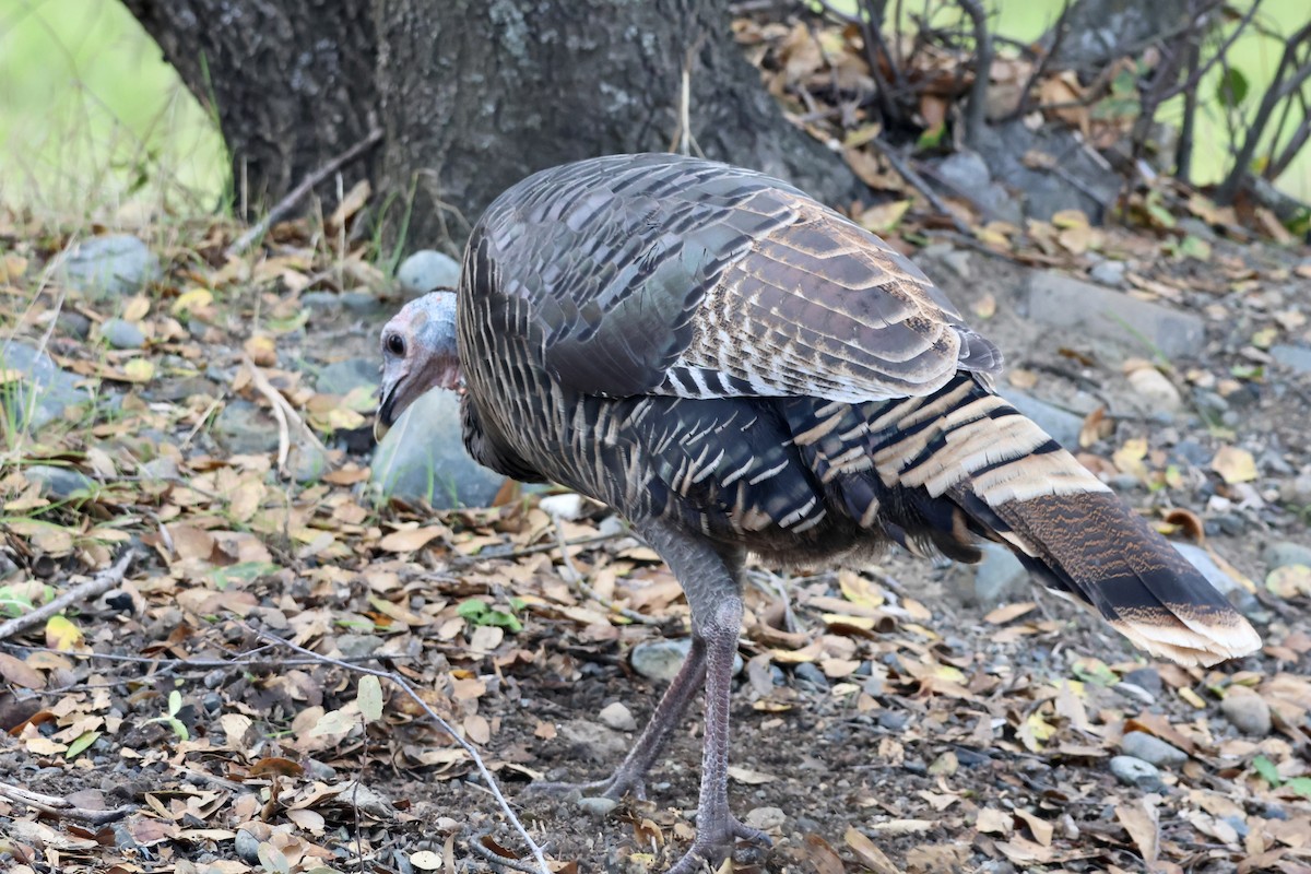 kalkun - ML645150710