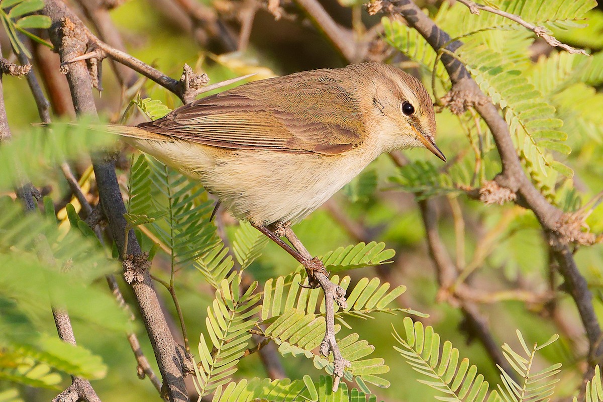 gransanger (tristis) (sibirgransanger) - ML645150711