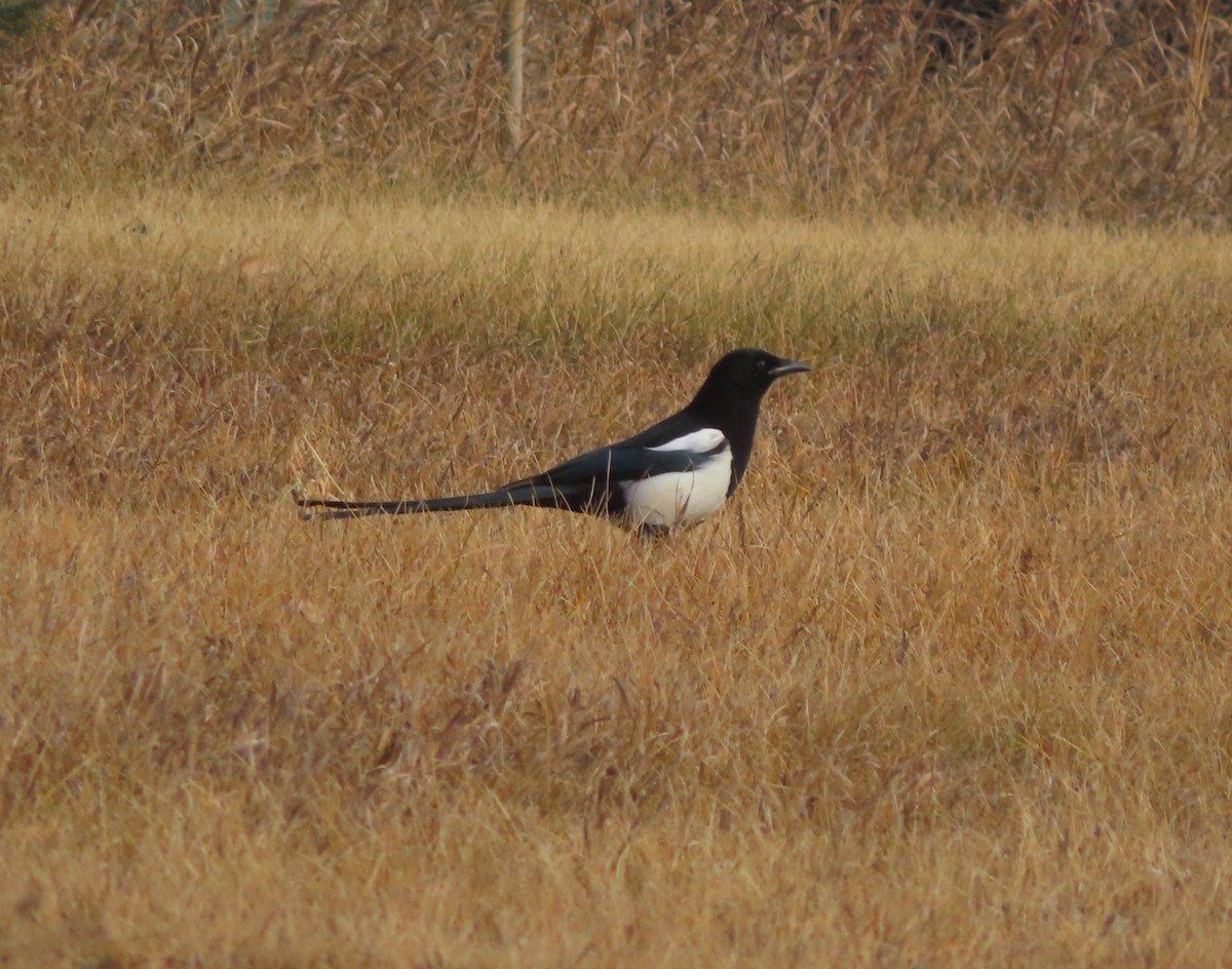 svartnebbskjære - ML645150712