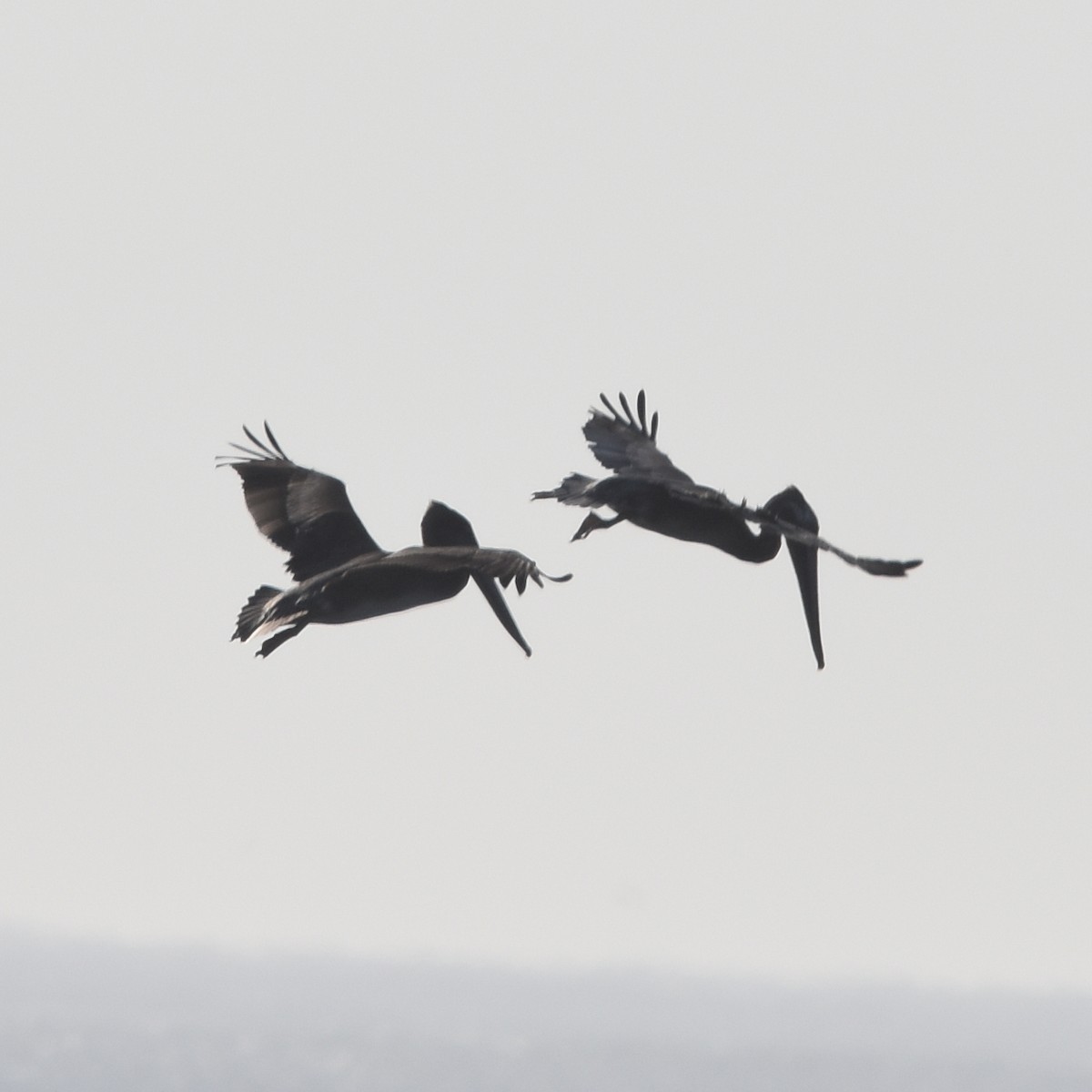 brunpelikan - ML645150713