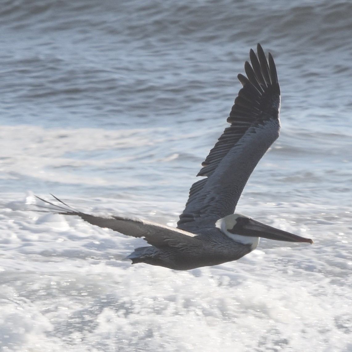 brunpelikan - ML645150714