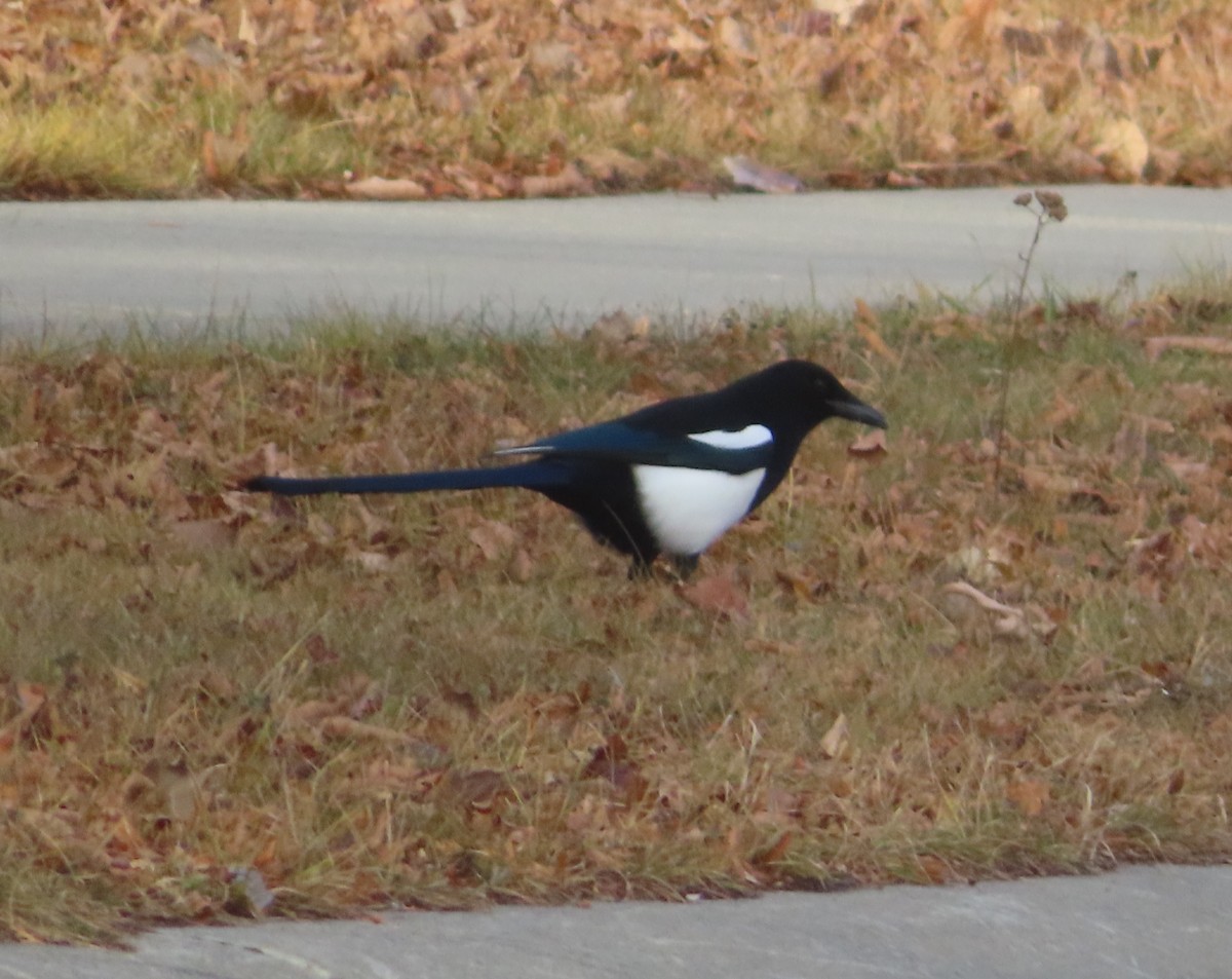 svartnebbskjære - ML645150715