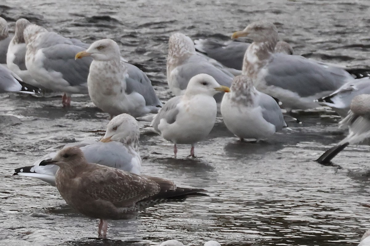 grønlandsmåke (thayeri) (eskimomåke) - ML645150716