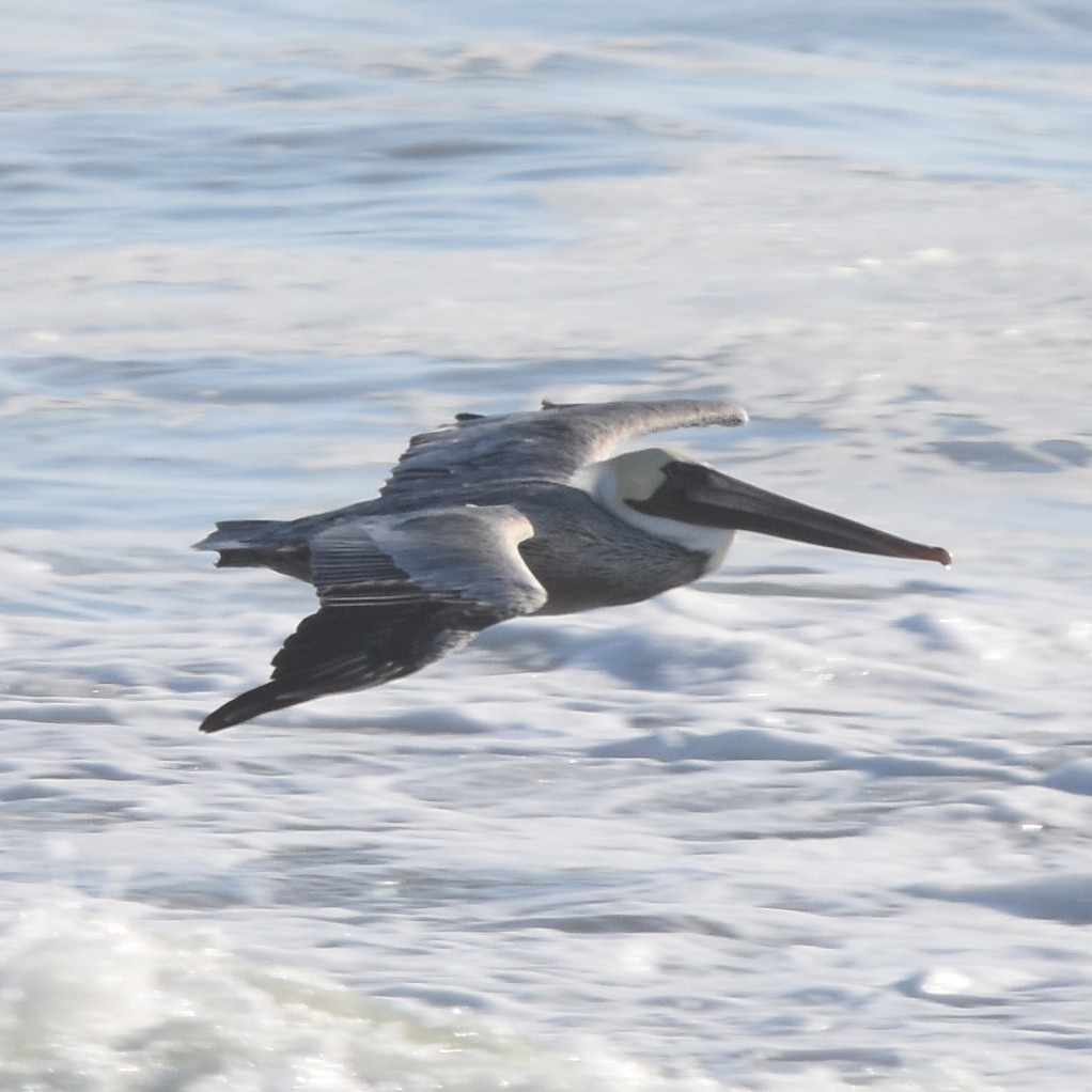 brunpelikan - ML645150717