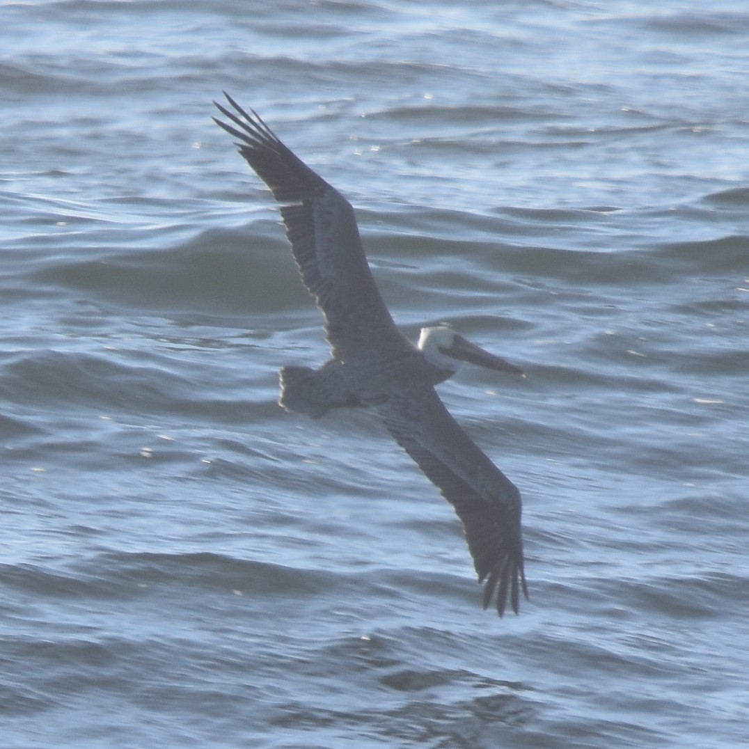 brunpelikan - ML645150718