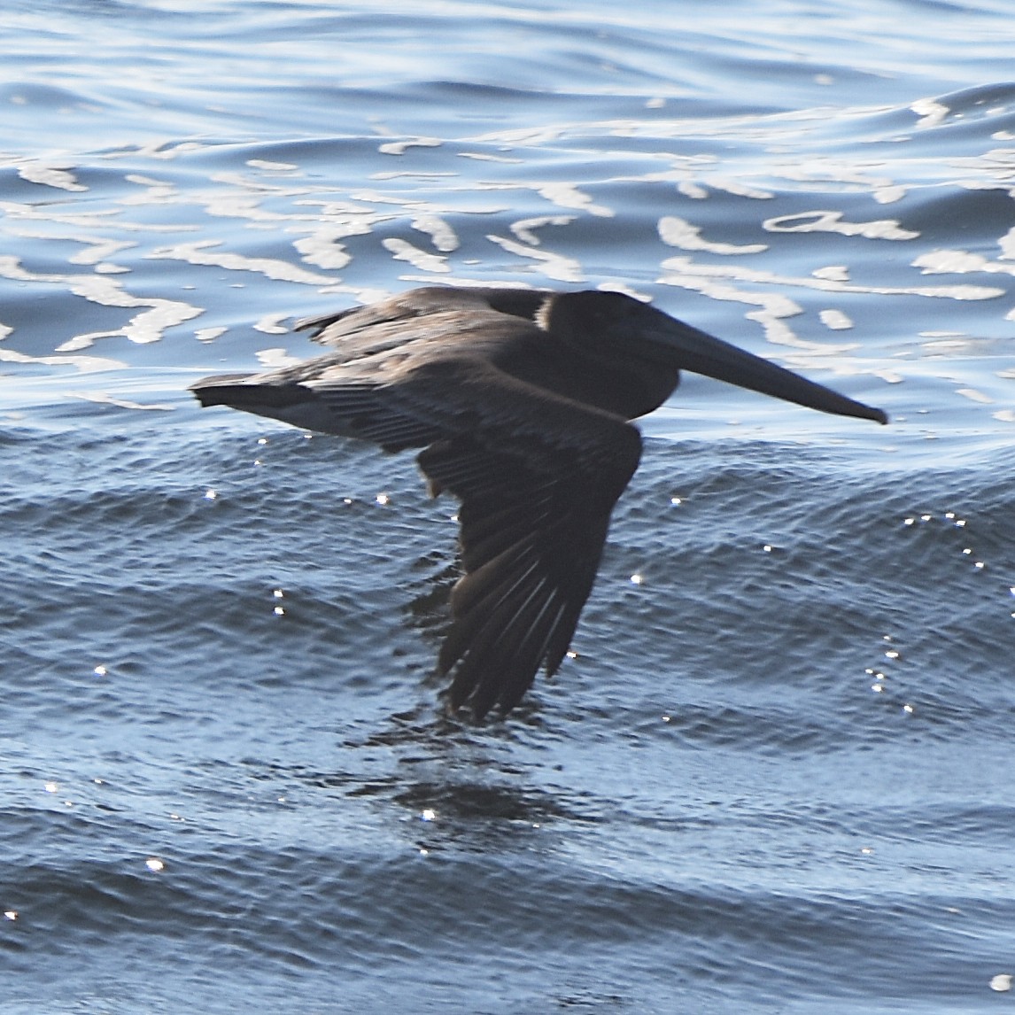 brunpelikan - ML645150719