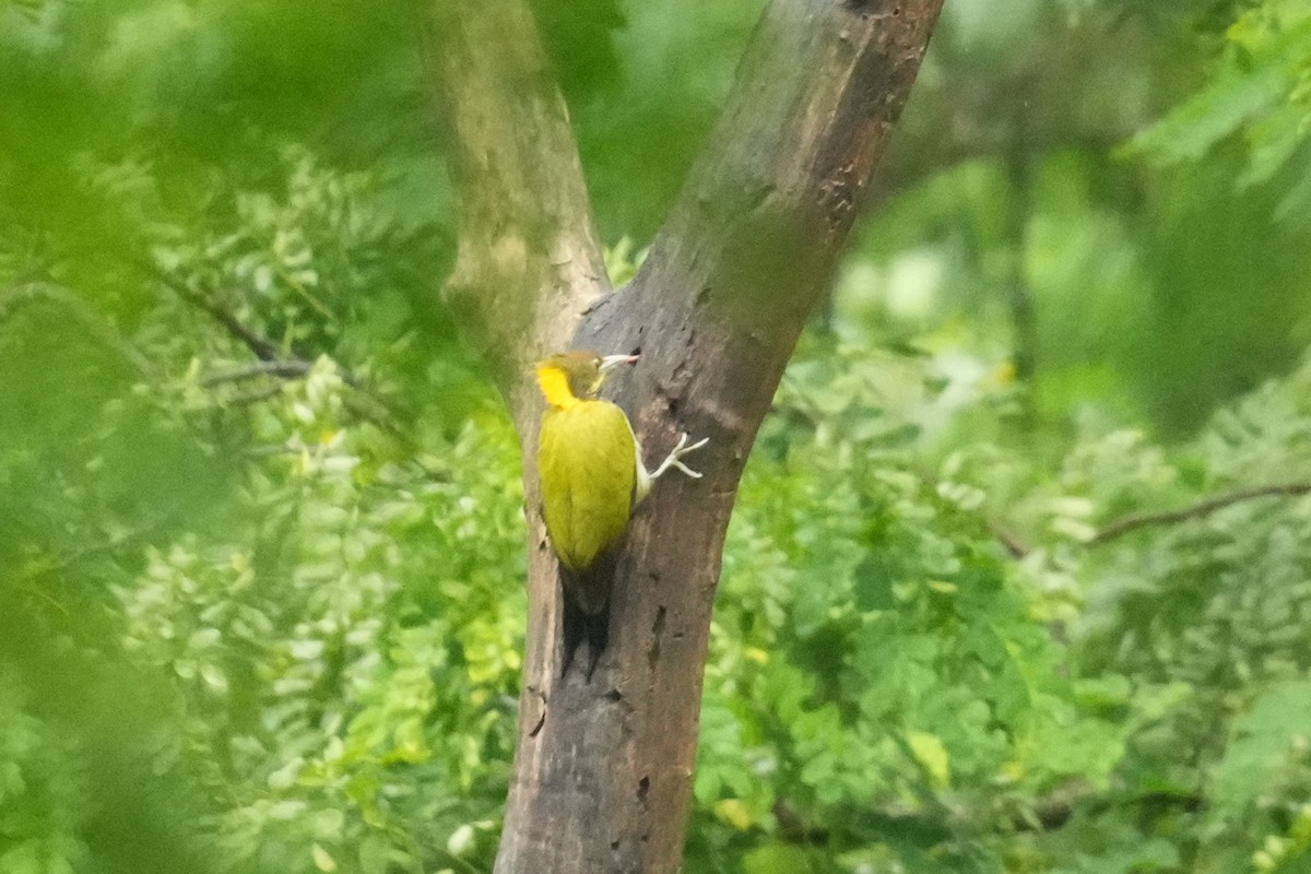 gultoppspett - ML645150720