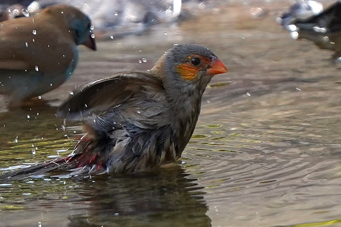 oransjekinnastrild - ML645150721