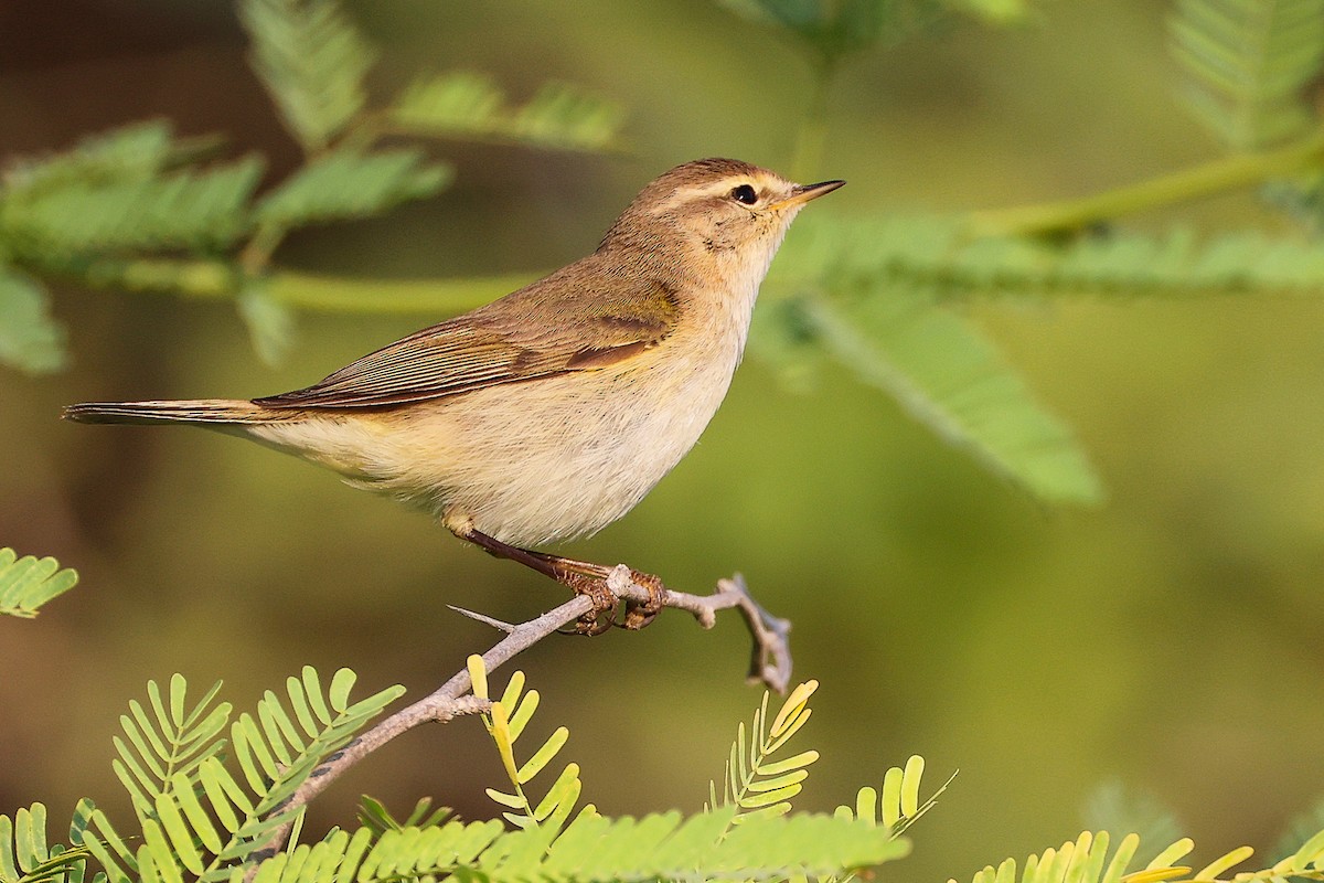 gransanger (tristis) (sibirgransanger) - ML645150722
