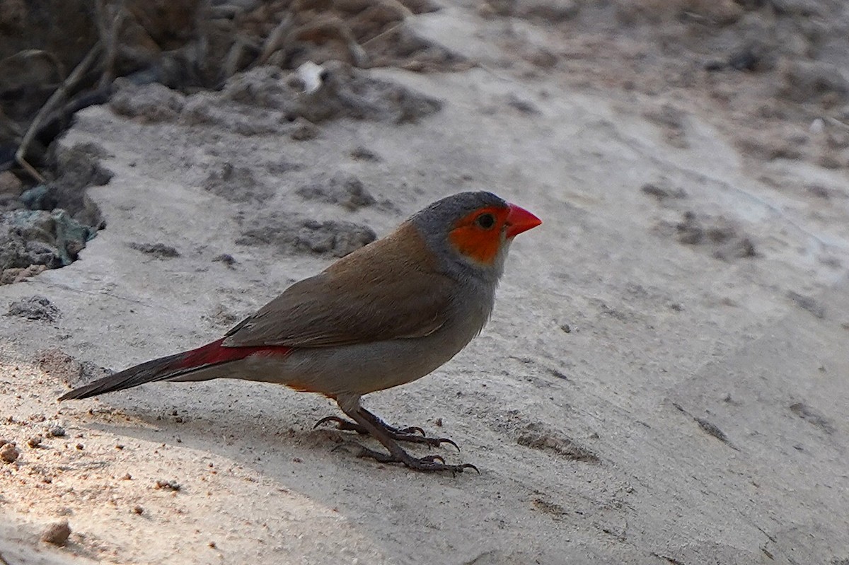 oransjekinnastrild - ML645150723