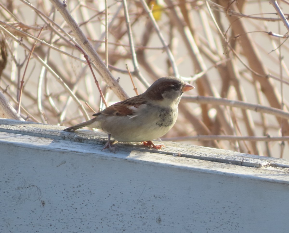 gråspurv - ML645150725