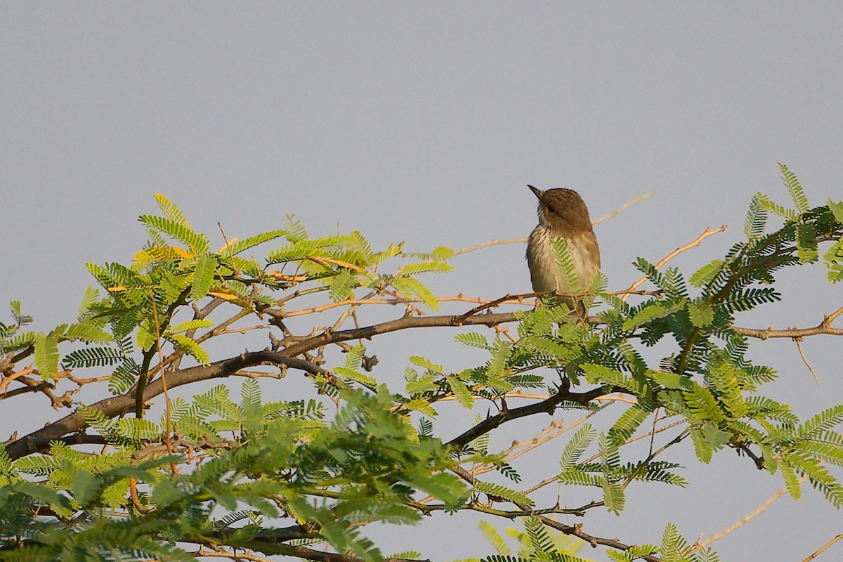 gråfluesnapper - ML645150726