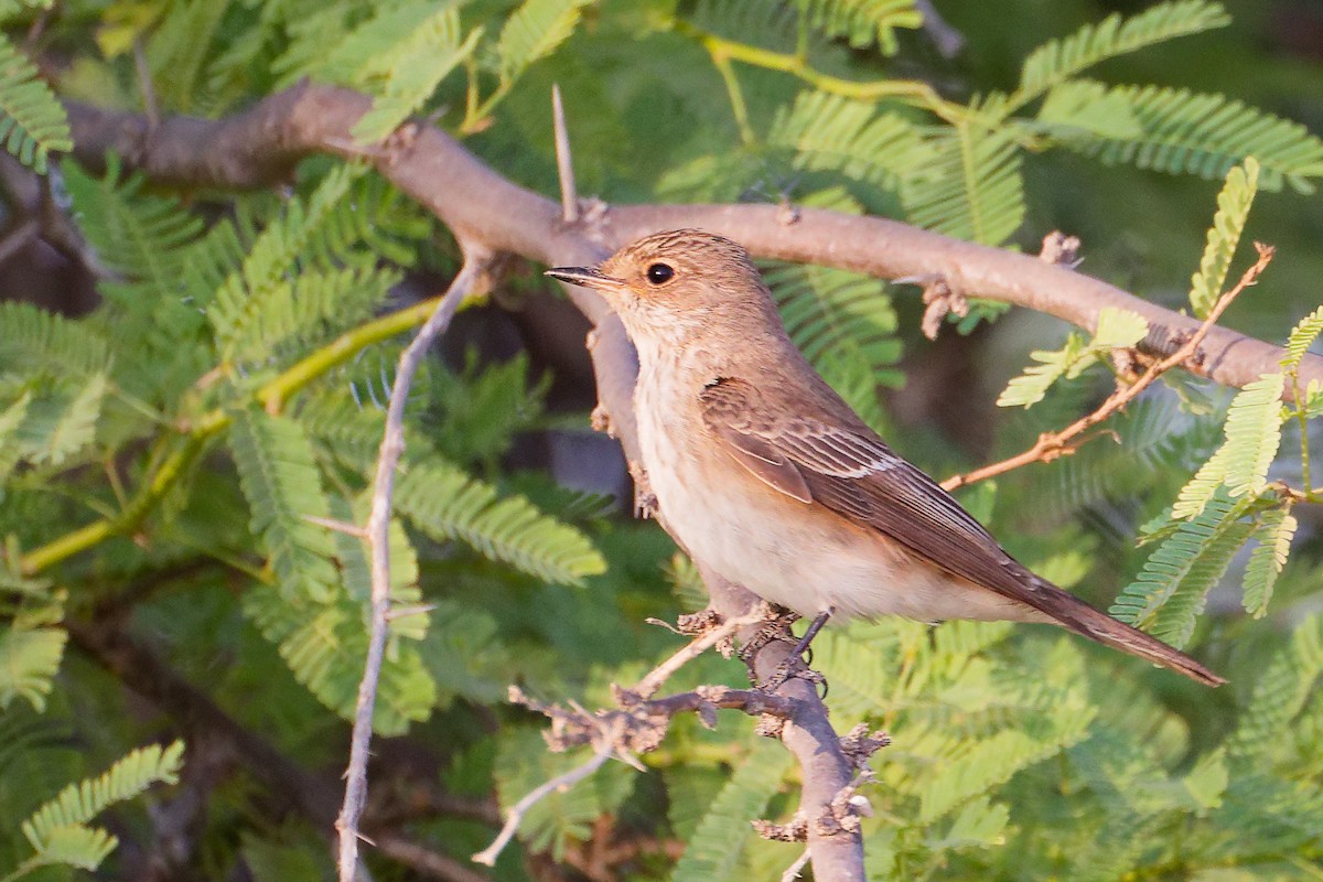 gråfluesnapper - ML645150727