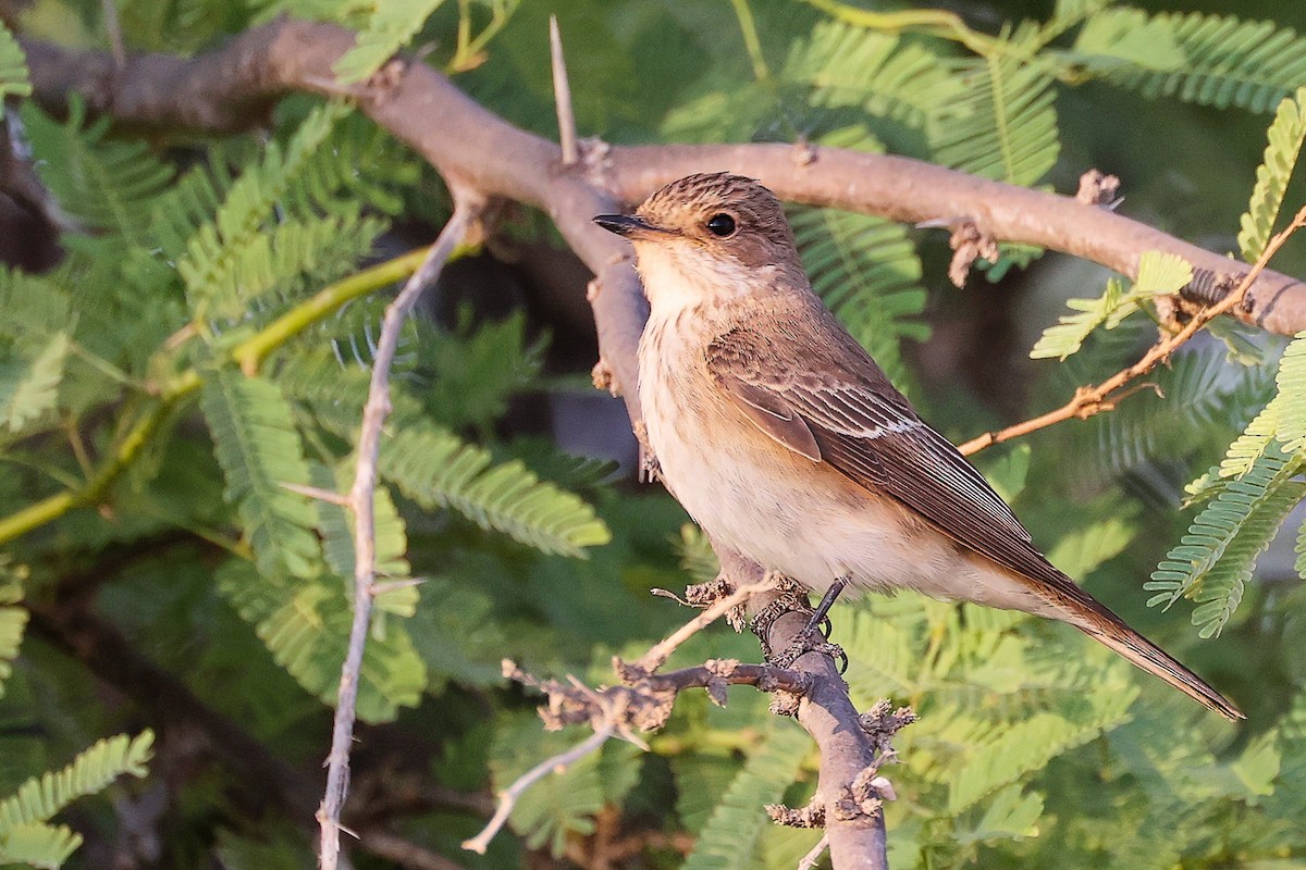 gråfluesnapper - ML645150729