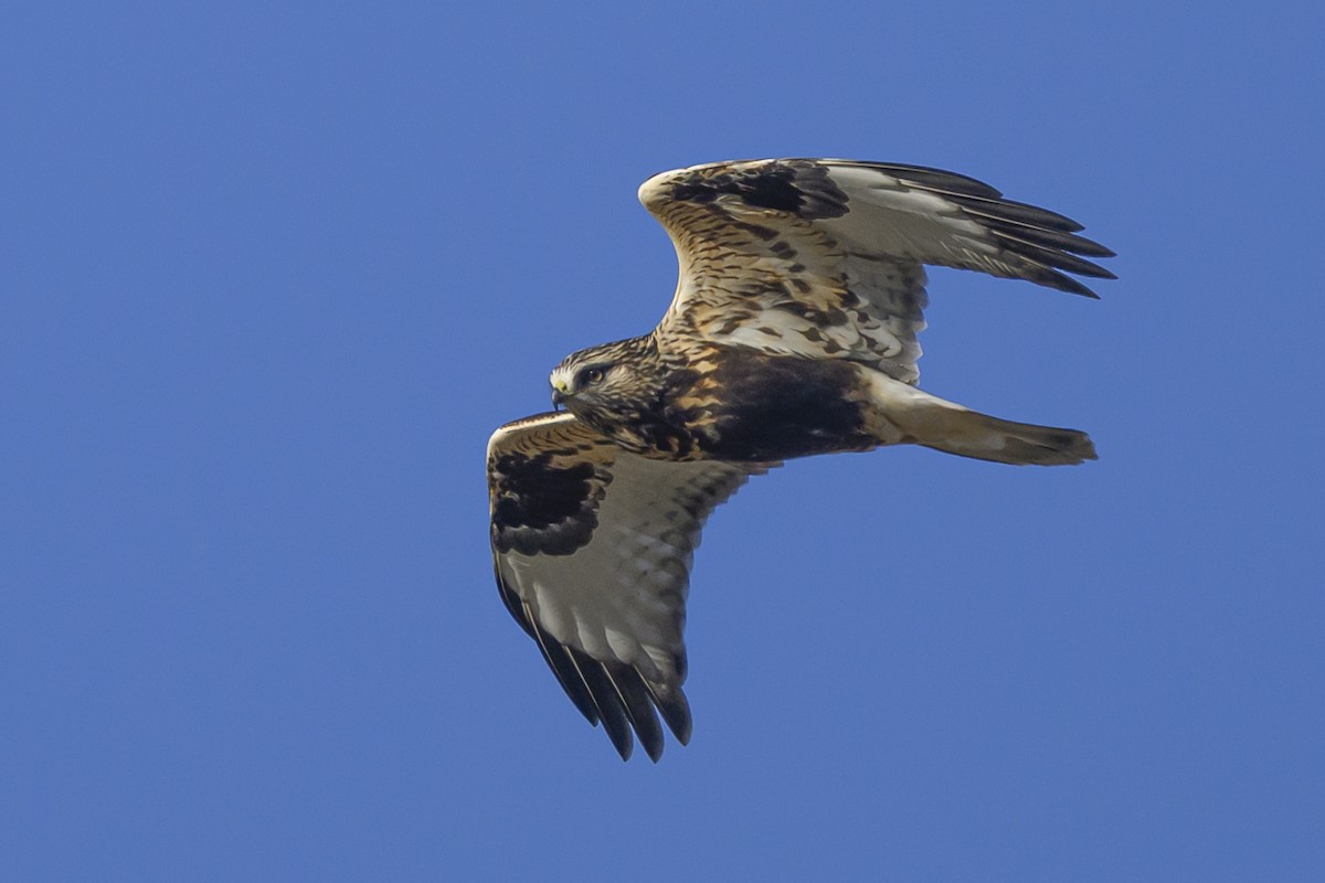 fjellvåk - ML645150730