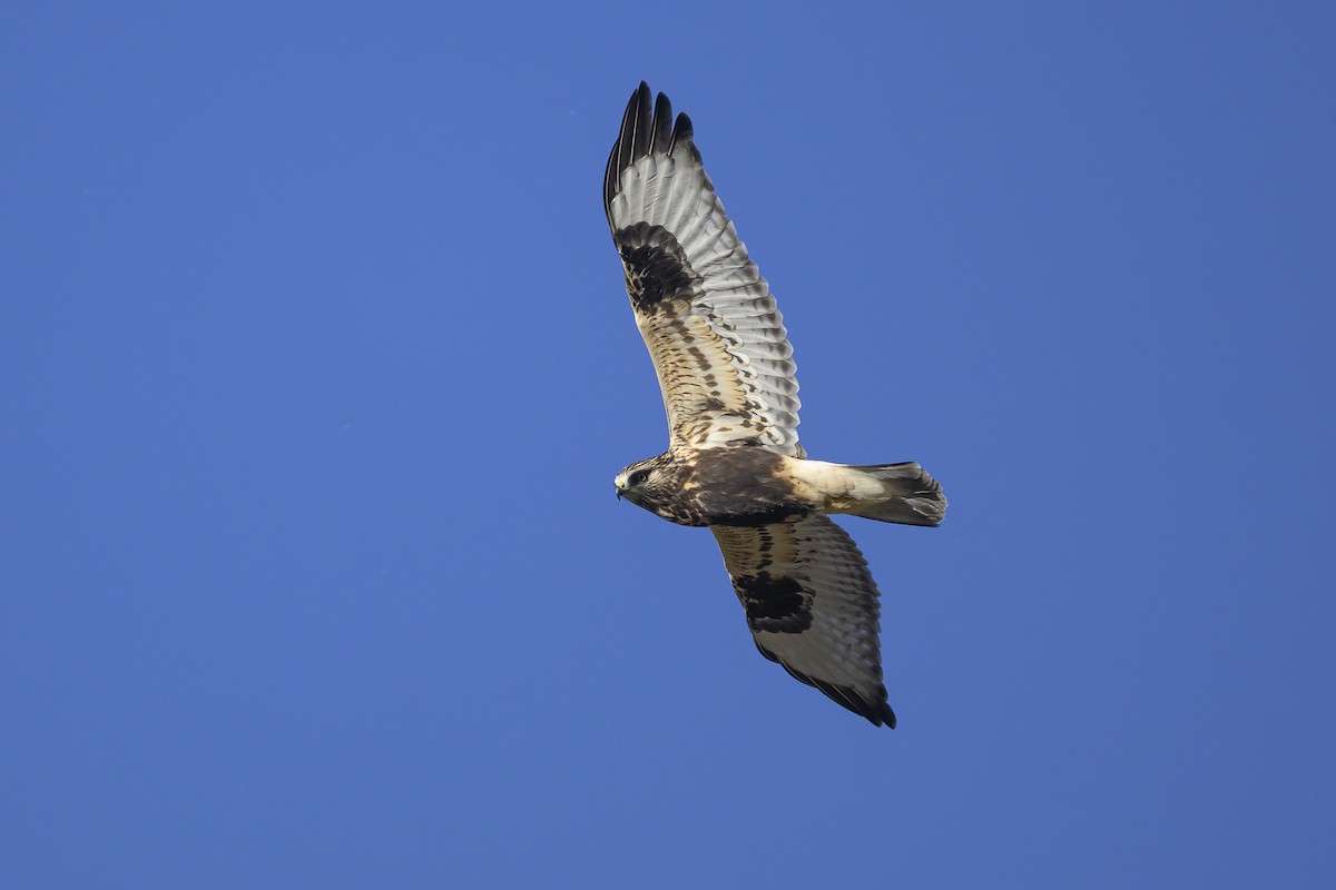 fjellvåk - ML645150732