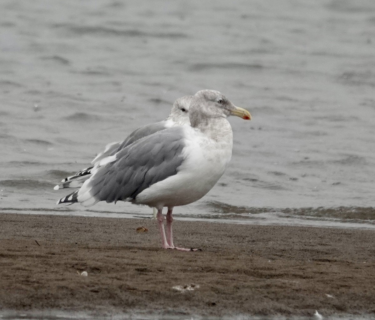 gråvingemåke - ML645150739