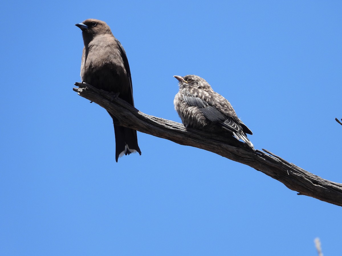 Dusky Woodswallow - ML645150742