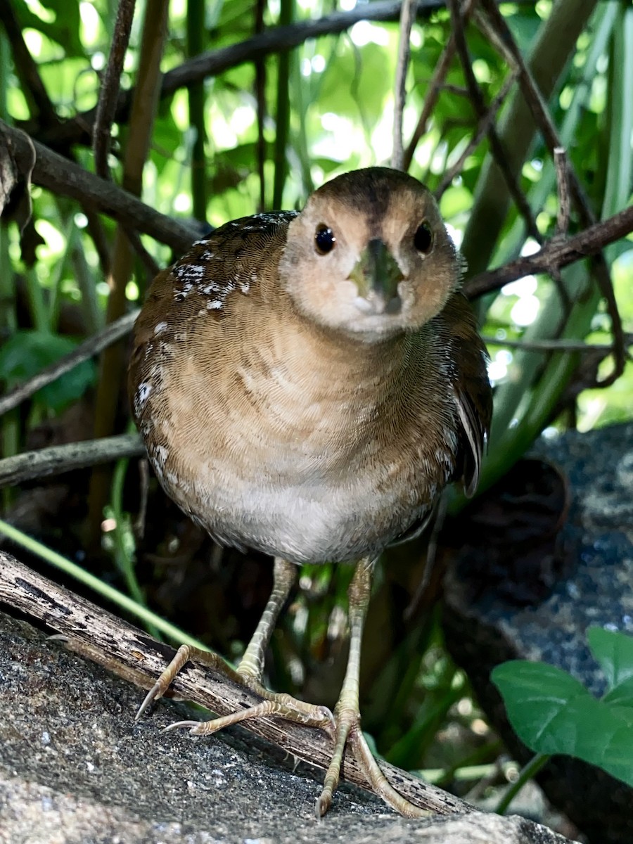 Baillon's Crake - ML645150759